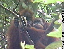 Observational Learning in Sumatran Orangutans