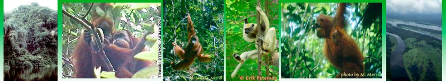 coralinebanner-primates.jpg