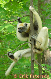 Propithecus tatersalii, Duke Lemur Center, photo by E.S.Peterson