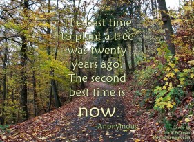 best time to plant a tree.jpg