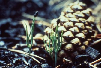 Seedlings and old cone after fire, Yellowstone NP, USA; Wikimedia Commons