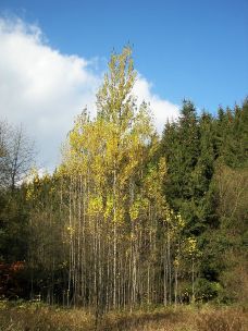 Espengruppe (Populus tremula) in der Nähe der Lahnquelle, Gemeinde Netphen, Nordrhein-Westfalen, Deutschland; Wikimedia Commons - selbst fotografiert von Nikanos CC BY-SA 2.5
