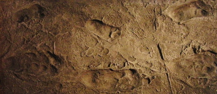 Laetoli footprints, dated ~3.7 Million Years Old